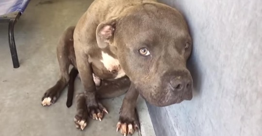 Pit Bull wird aus Hundekampfring gerettet und erfährt zum ersten Mal Liebe
