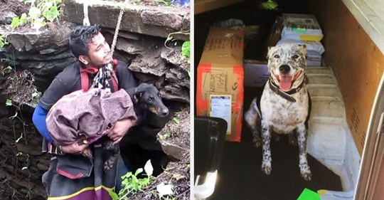 17 Hunde-Menschen, die beweisen, dass die Menschheit nicht völlig verloren ist