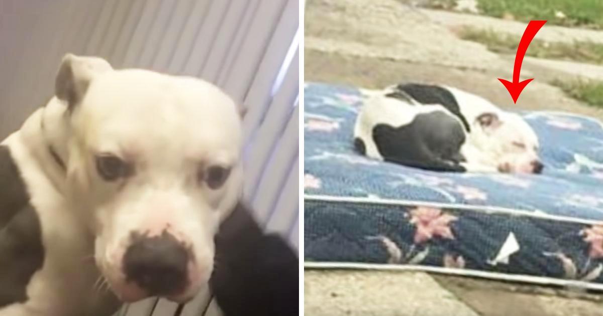Ausgesetzter Hund wartet geduldig auf Matratze, nachdem seine Besitzer umgezogen sind und ihn zurückgelassen haben