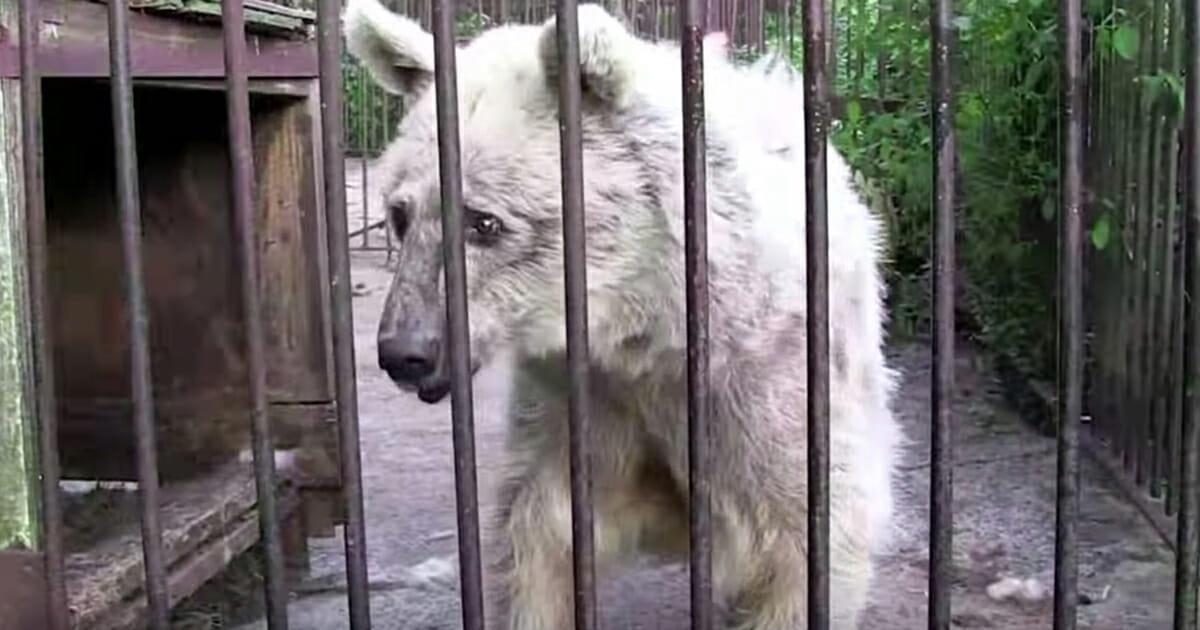 Bärin wurde 30 Jahre in winzigem Käfig gefangen gehalten – Tierschützer befreien „Fifi“