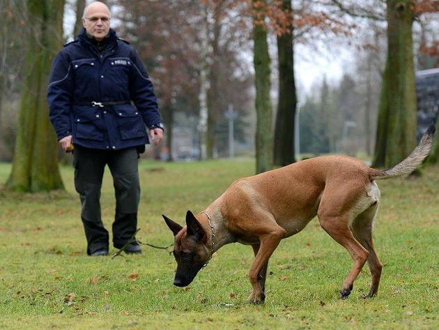 Polizei warnt vor Giftködern: Hund frisst beim Gassigehen vergiftetes Fleisch