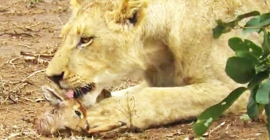 Löwe zeigt Mitgefühl für Baby-Antilope