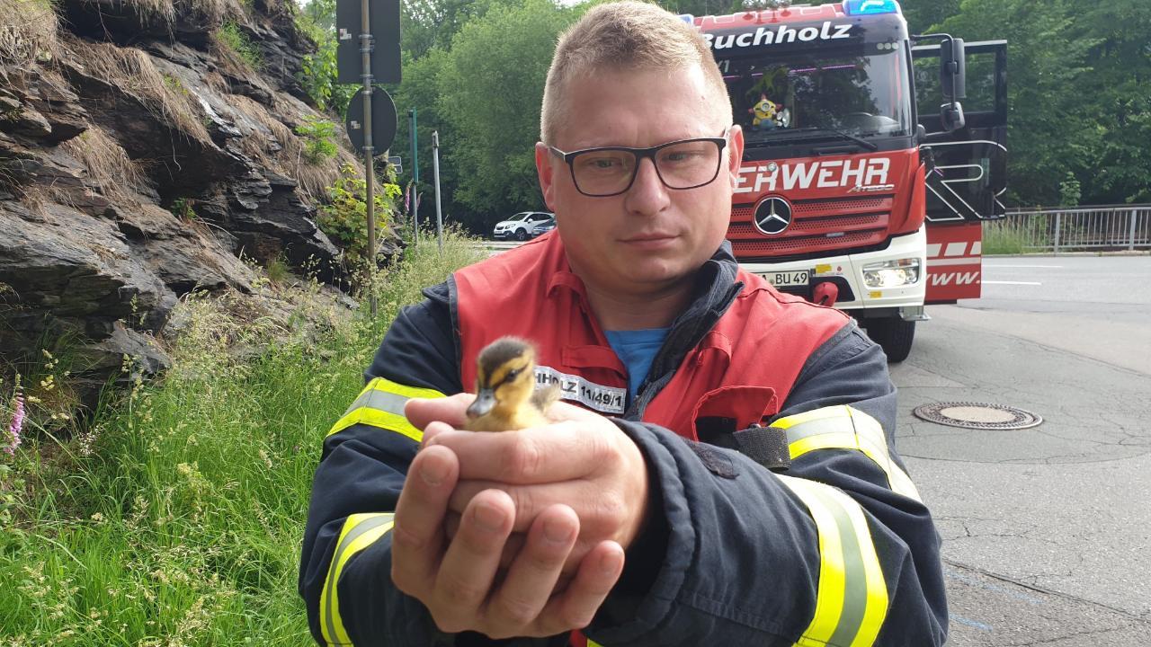 Tierischer Einsatz: Feuerwehr rettet Küken vor dem Gully-Tod
