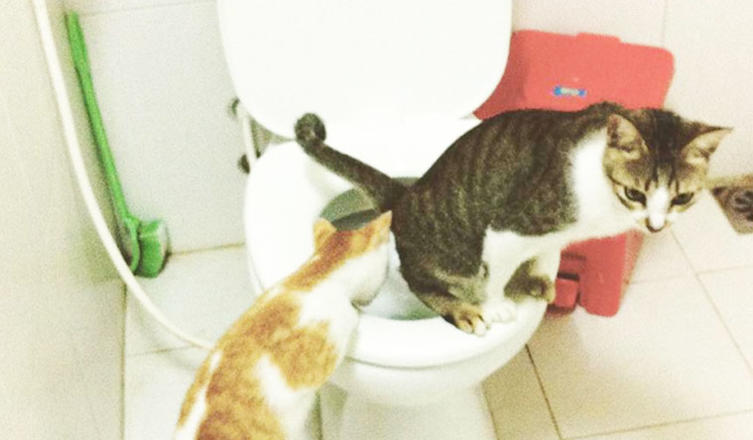 Training ist alles: Diese Katzen wurden von klein auf an eine normale Toilette gewöhnt