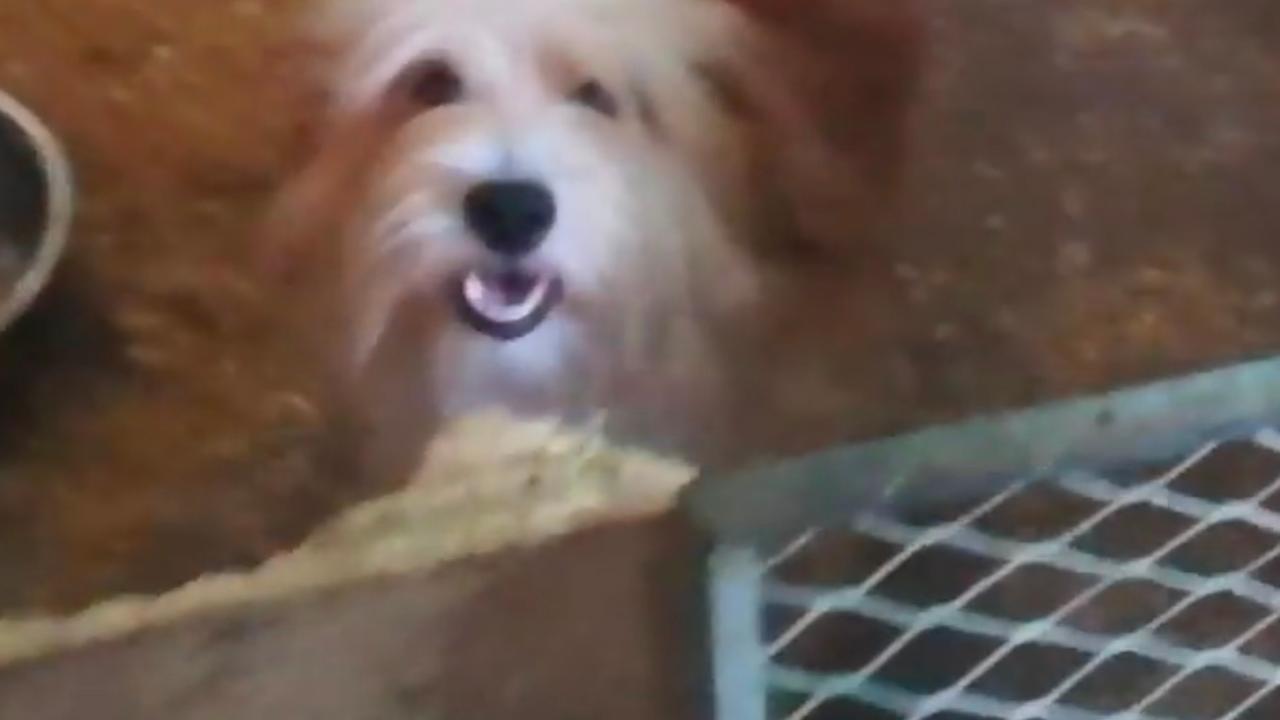 Schlimmste Haltungsbedingungen: Tierschützer befreien 136 Hunde aus Horror-Haus in Koblenz