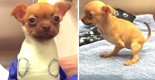 Chihuahua ohne Vorderbeine wurde von ihrem Besitzer verstoßen und sucht nach jemandem, der ihr wieder Liebe gibt