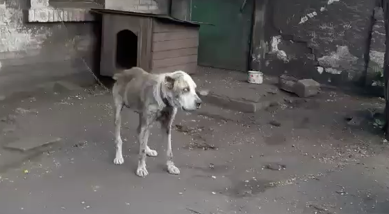 Video: Gestohlener Hund sieht Besitzerin nach 2 Jahren wieder