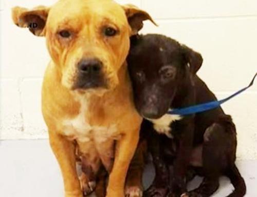 Zwei verängstigte Pitbulls kuscheln sich im Tierheim eng aneinander, während sie auf dem Weg in eine bessere Zukunft sind