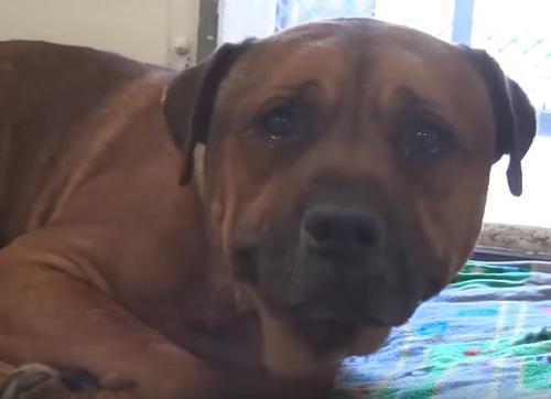 Hund ist traurig, nachdem er erkennt, dass er verlassen wurde und weint wie ein Baby