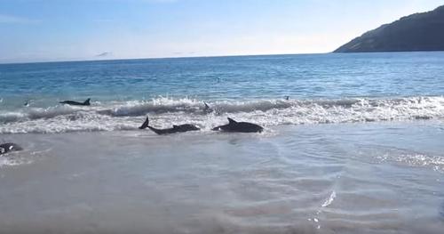 Tieraktivisten drängen die Menschen, damit aufzuhören, gestrandete Delphine wieder ins Wasser zu werfen