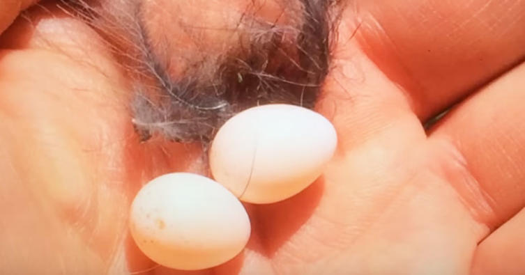 Ein Mann brütet diese Mini-Eier aus ohne zu wissen was rauskommt