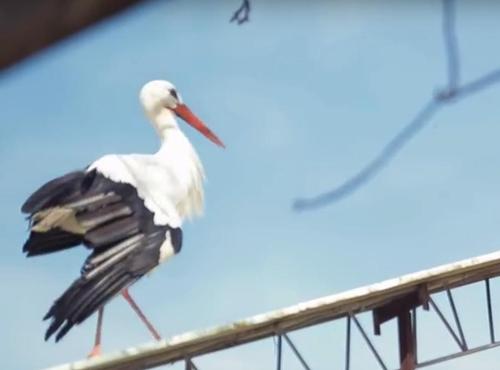 Treuer Storch fliegt jedes Jahr 14.000 Kilometer zurück zu seiner verletzten Liebsten