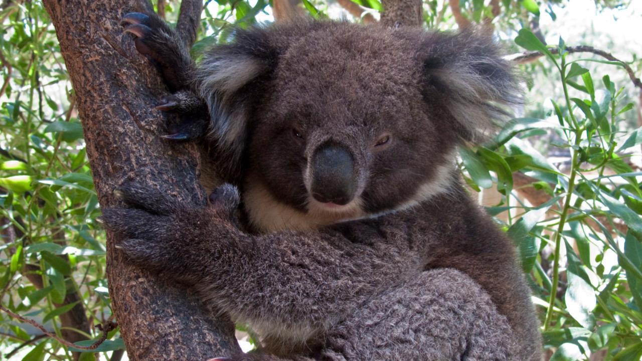 Tierschützer warnen: Koalas praktisch ausgestorben!