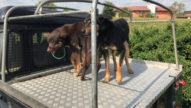 Lenker transportiert Hunde auf offener Ladefläche