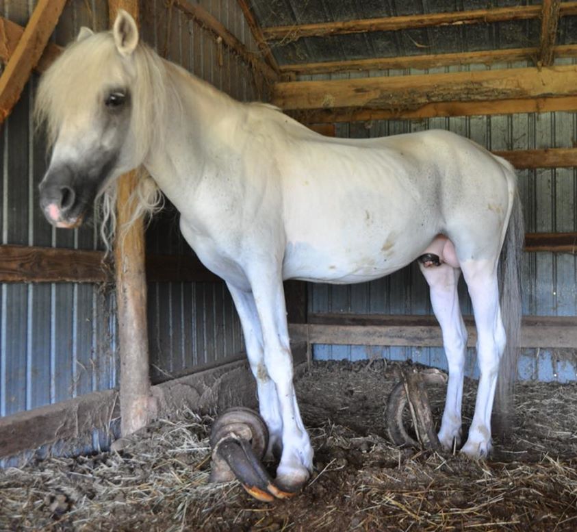 Verlassenes Pferd mit 3 Fuß langen Hufen aus der Scheune gerettet, wo er über 10 Jahre allein war
