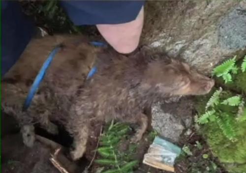 17 Jahre alter gehörloser Hund, der in der Spalte gefunden wurde, nachdem er 4 Tage lang im Sleeping Giant Park verloren gegangen war