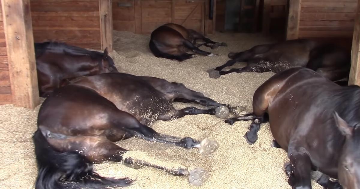 Frau schaut nach ihren Pferden, die in der Scheune schlafen und filmt sie beim Furzen und Schnarchen