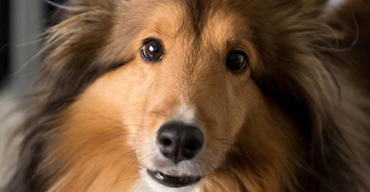 Therapiehund bei Gassigehen getötet: Mann soll gedroht haben, Köter abzustechen