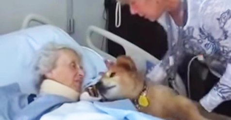 Frau auf ihrem Sterbebett klammert sich an ihren 19 jährigen Therapiehund und der Hund beruhigt sie sofort