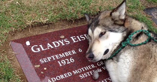 Wolfshund, der als Therapiehund gehalten wurde, kann nicht aufhören, am Grab von verstorbener Besitzerin zu trauern
