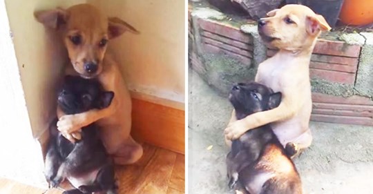 Selbst nachdem sie gerettet wurden können zwei Hunde nicht aufhören sich an einander zu kuscheln