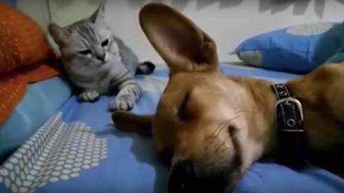 Erwiderung einer Katze zum im Schlaf furzenden Hund wird Dich sofort zum Lachen bringen
