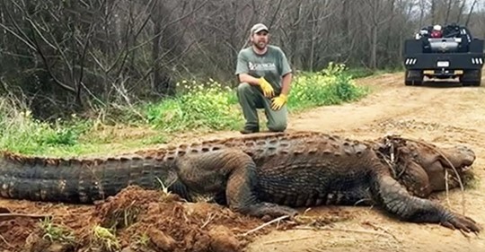 Bauer aus Georgia entdeckt  riesigen  300 kg schweren Alligator in einem Graben