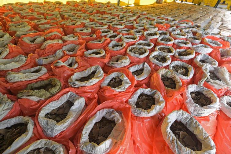 Singapur: 9 Tonnen Elfenbein, 12 Tonnen Schuppen beschlagnahmt!