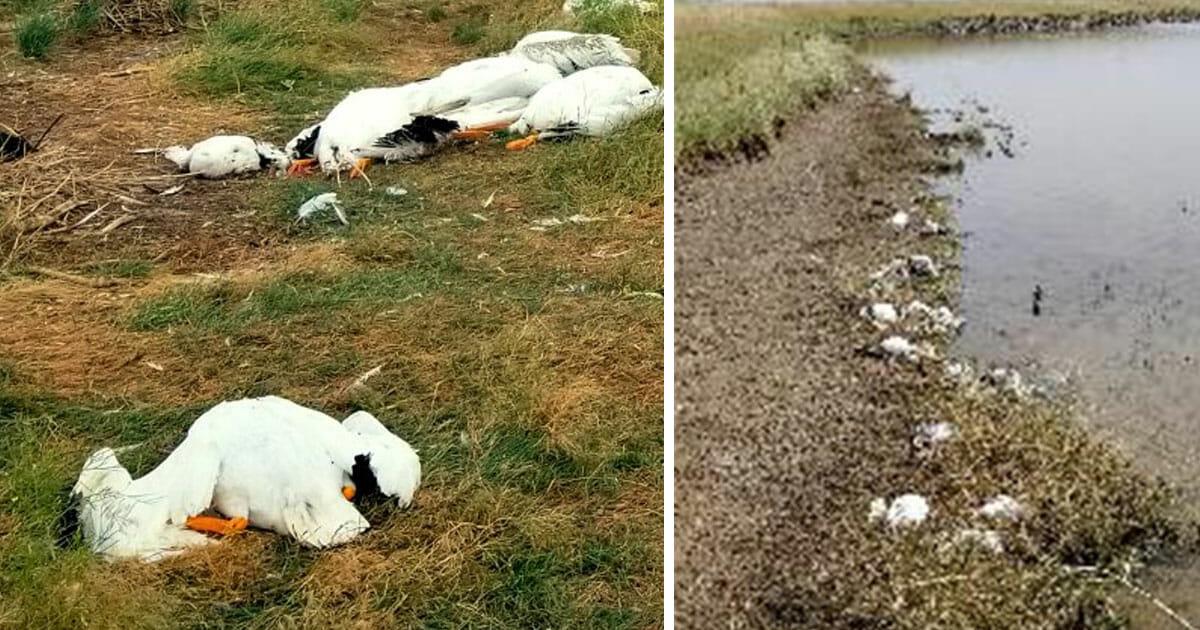 USA: Mehr als 11.000 Vögel kamen bei Unwetter teilweise ums Leben – Hagel groß wie ein Baseball