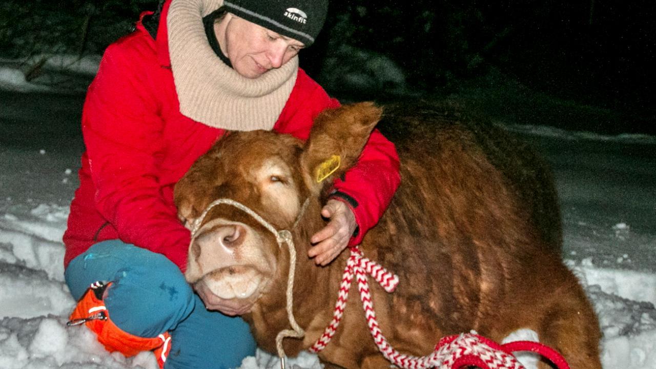Jetzt ist sie in Sicherheit: Entlaufene Kuh „Büxi“ nach drei Monaten gefasst