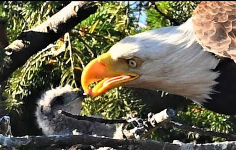 Unglaubliches Verhalten: Adler adoptiert fremdes Vogelbaby