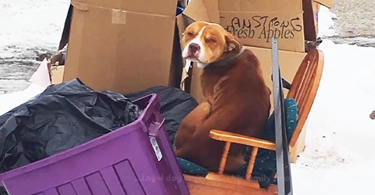 Ein ausgesetzter Hund sucht Schutz und Wärme auf einem alten Stuhl, der in den Müll geworfen wurde