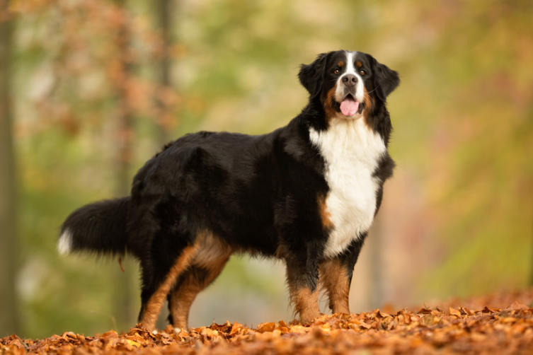 Ein Hund für die ganze Familie: Der Berner Sennenhund