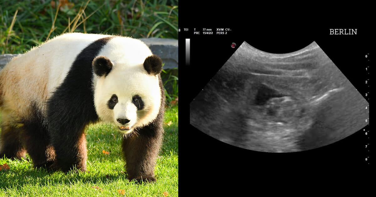 „Das schönste Herzklopfen Berlins“: Panda Dame Meng Meng ist tatsächlich schwanger