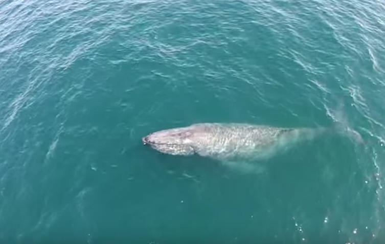 Wundervoll: Dieser Wal beweist uns die Schönheit der Natur