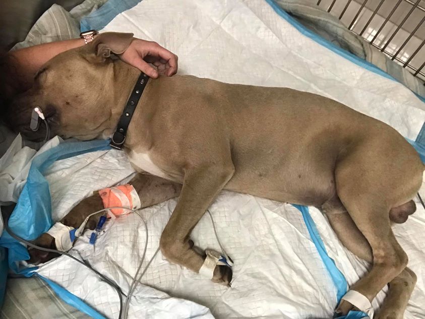 Ein Pitbull-Welpe stirbt, nachdem es versucht hat die Kinder seines Besitzers vor einer giftigen Schlange zu beschützen.