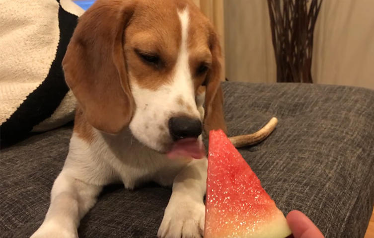 Kleiner Beagle isst zum ersten Mal im Leben eine Wassermelone