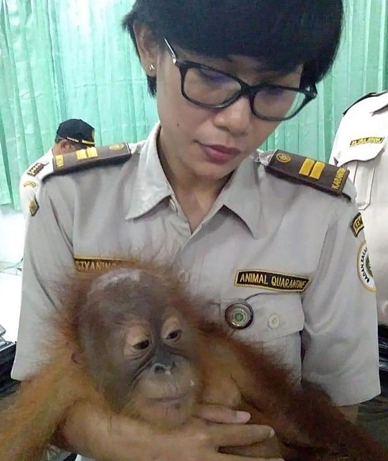 An Balis Flughafen: Orang-Utan-Baby vor Schmuggel gerettet