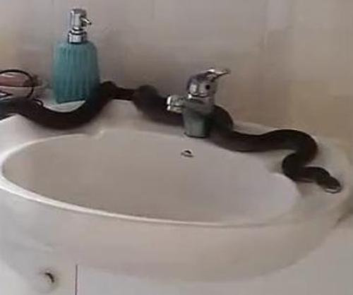 Eine Frau findet zwei Tage hintereinander 2 giftige Pythons in ihrer Toilette