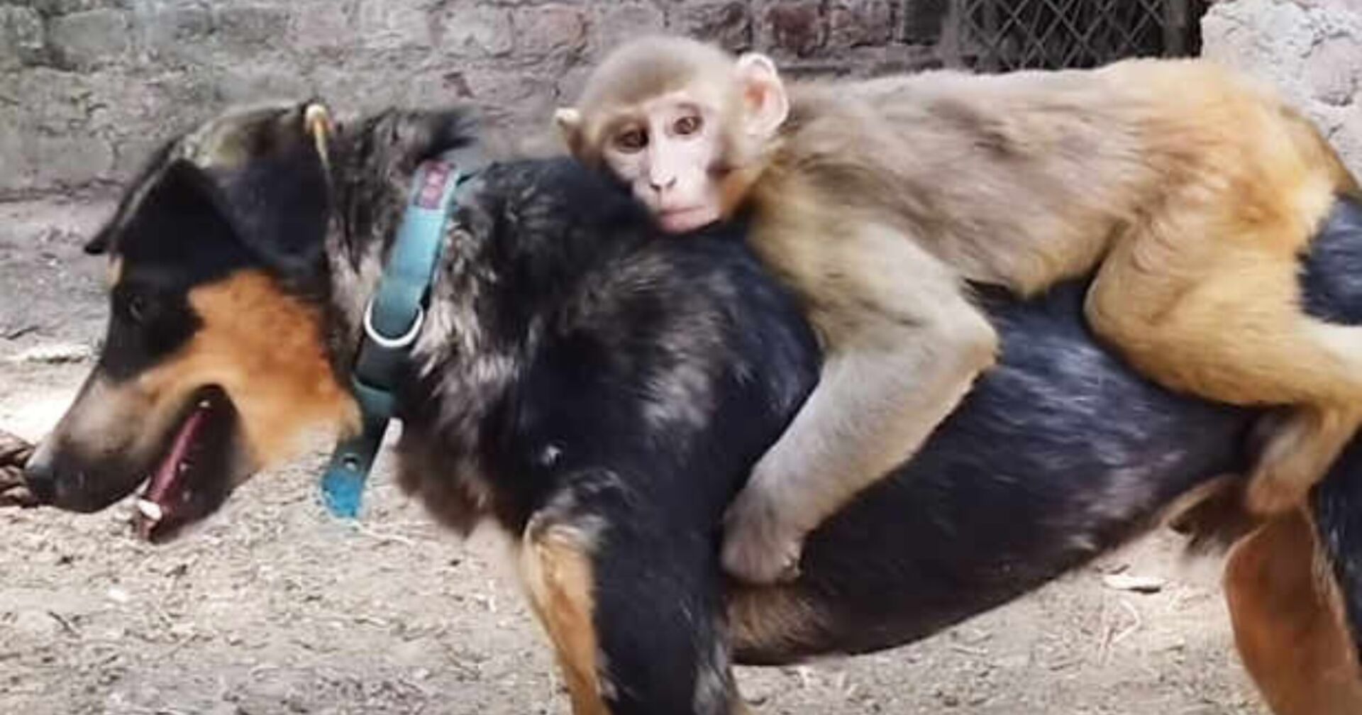 Affe lebt auf dem Rücken eines Schäferhundes – der Grund ist verrückt