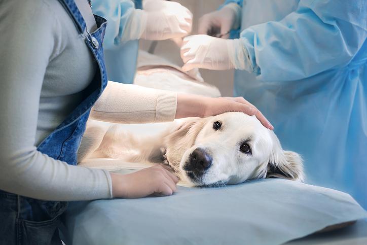 Tierarzt erklärt, was Tiere machen, kurz bevor sie sterben