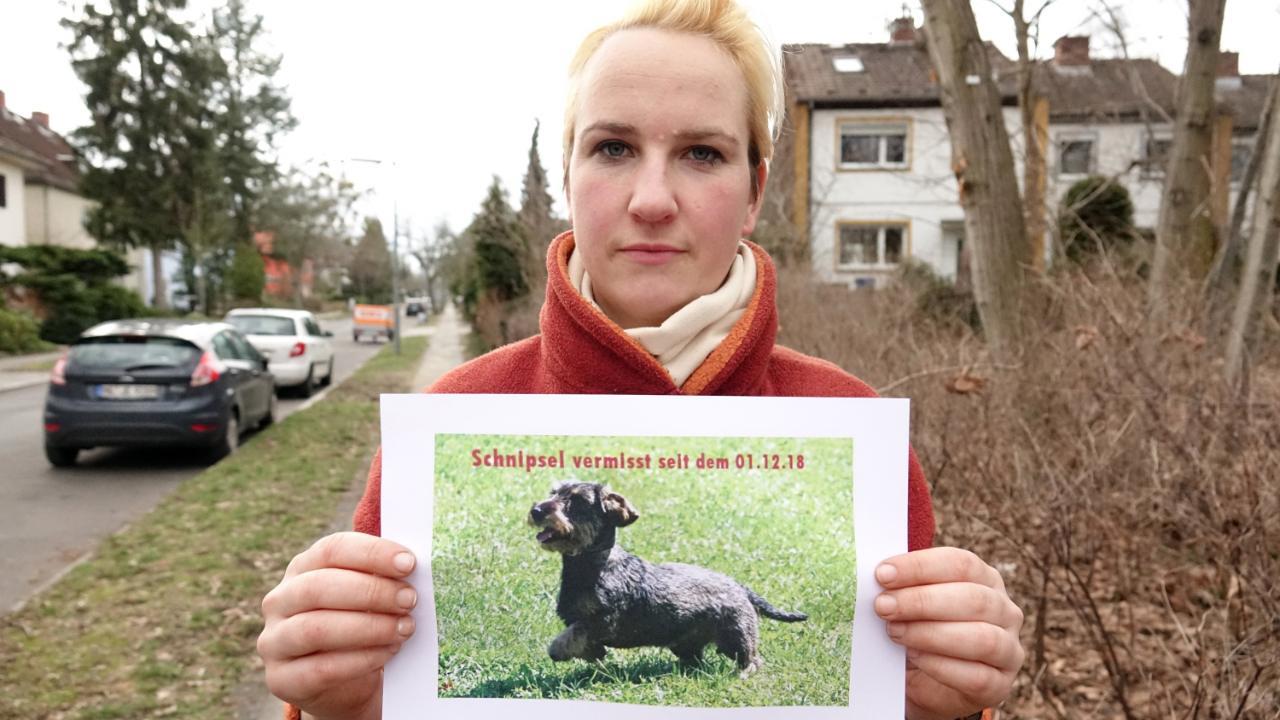 1000 Euro gefordert: Dackel vermisst – Berliner Familie erpresst!