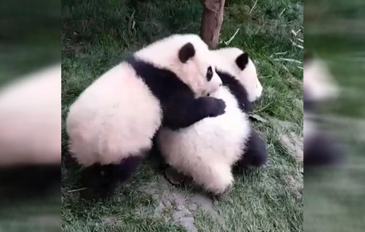 So verspielt sind Pandababys wirklich