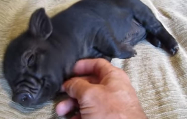 Dieses Mini Schwein liebt es, am Bauch gekrault zu werden