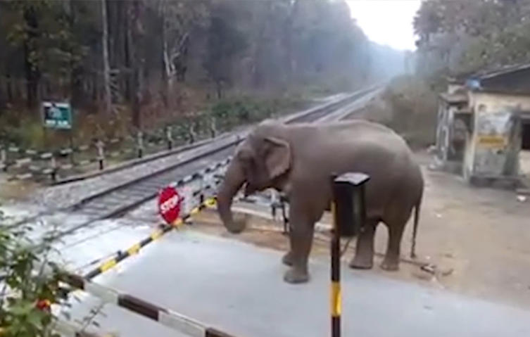 Das passiert, wenn ein Elefant auf eine Bahnschranke trifft