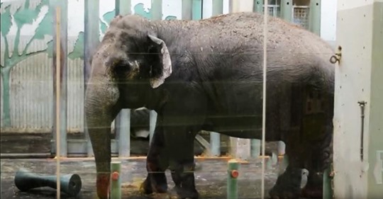 Dieser isolierte Elefant verbrachte 11 Jahre ohne Freunde