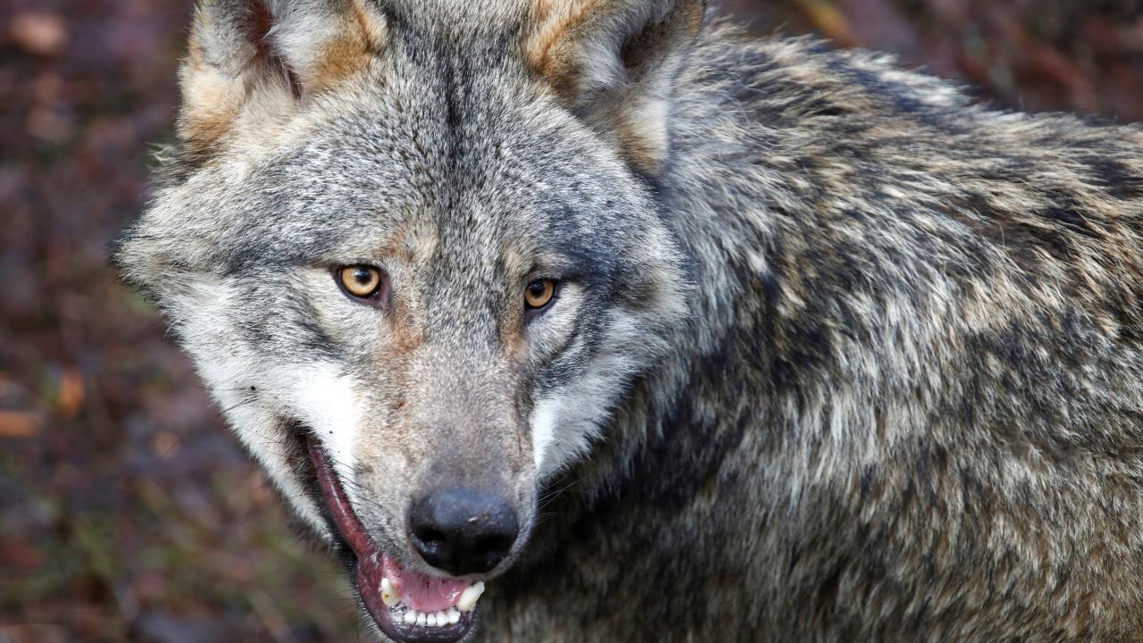 Raubtierfreie Zone gefordert   CDU Politiker will Wolf aus dem Harz verjagen