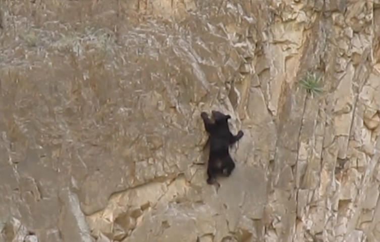 Schwindelerregend: Bärenjunges klettert auf Felswand