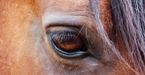 Stute droht zu sterben – bis anderes Pferd ihr wieder auf die Beine hilft