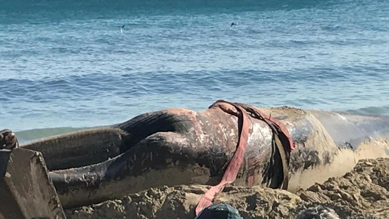 Wal auf Mallorca gestrandet! Tier stirbt nach stundenlangem Todeskampf